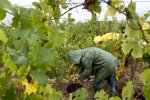 Hébergement sous tente : pas de généralisation au détriment des droits des salariés agricoles